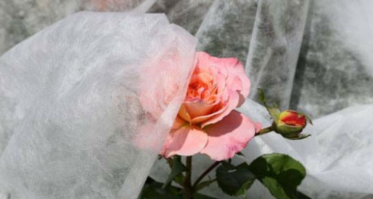 Polypropylene nonwoven crop cover Polypropylene nonwoven crop cover