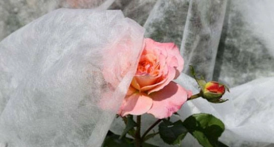 Polypropylene nonwoven crop cover Polypropylene nonwoven crop cover