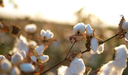 How is Cotton Thread Made? From Field to Fabric: Mastering the Craft